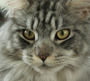 maine coon